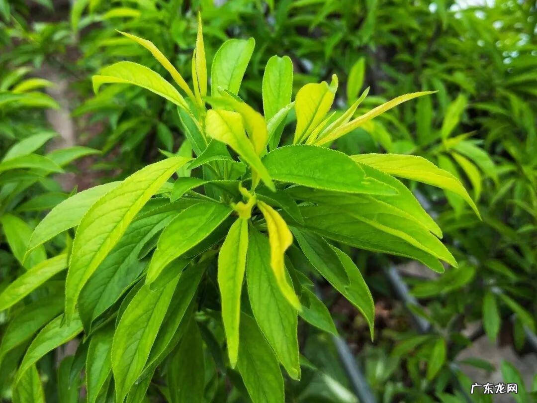 屋后种李子树好不好 屋前栽李子树风水好吗?