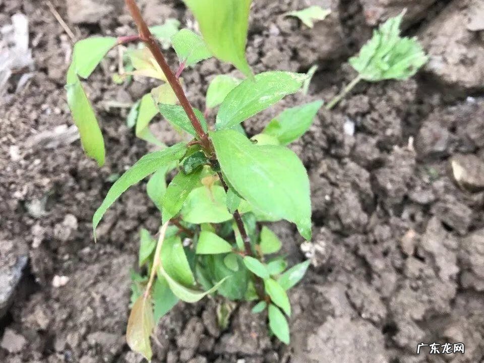 屋后种李子树好不好 屋前栽李子树风水好吗?