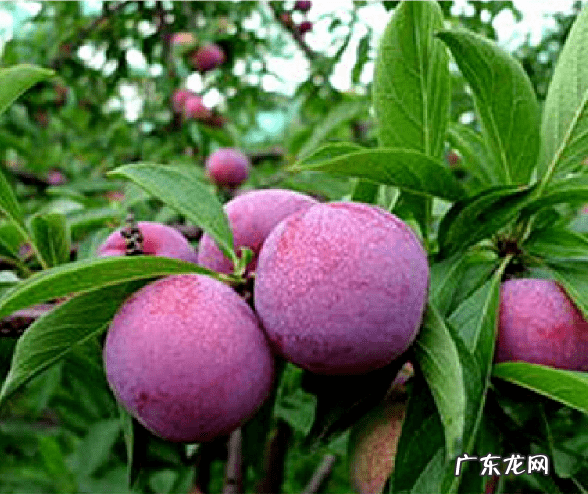 屋后种李子树好不好 屋前栽李子树风水好吗?