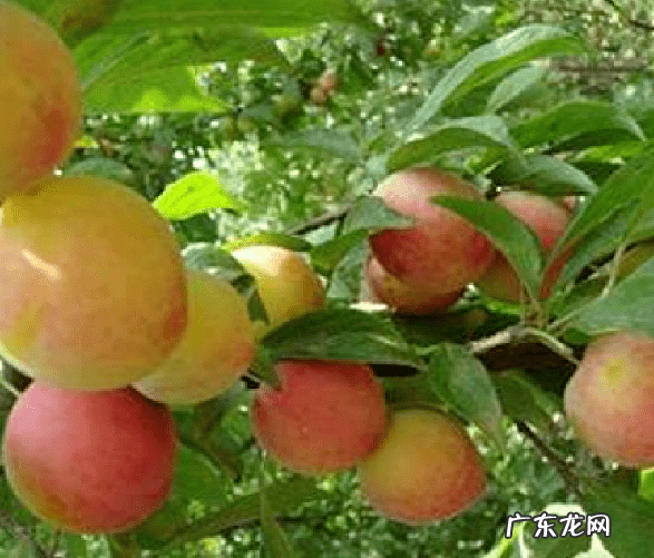 屋后种李子树好不好 屋前栽李子树风水好吗?