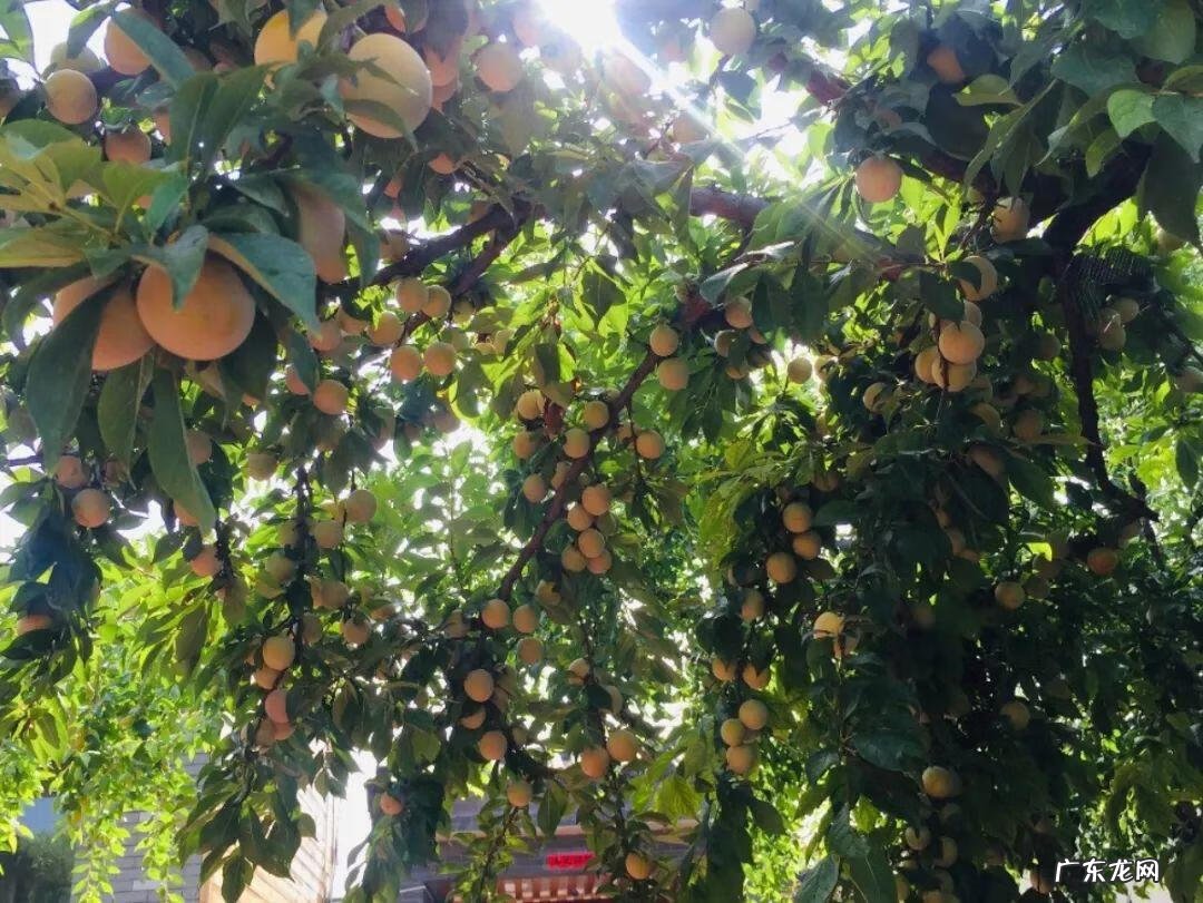 屋后种李子树好不好 屋前栽李子树风水好吗?