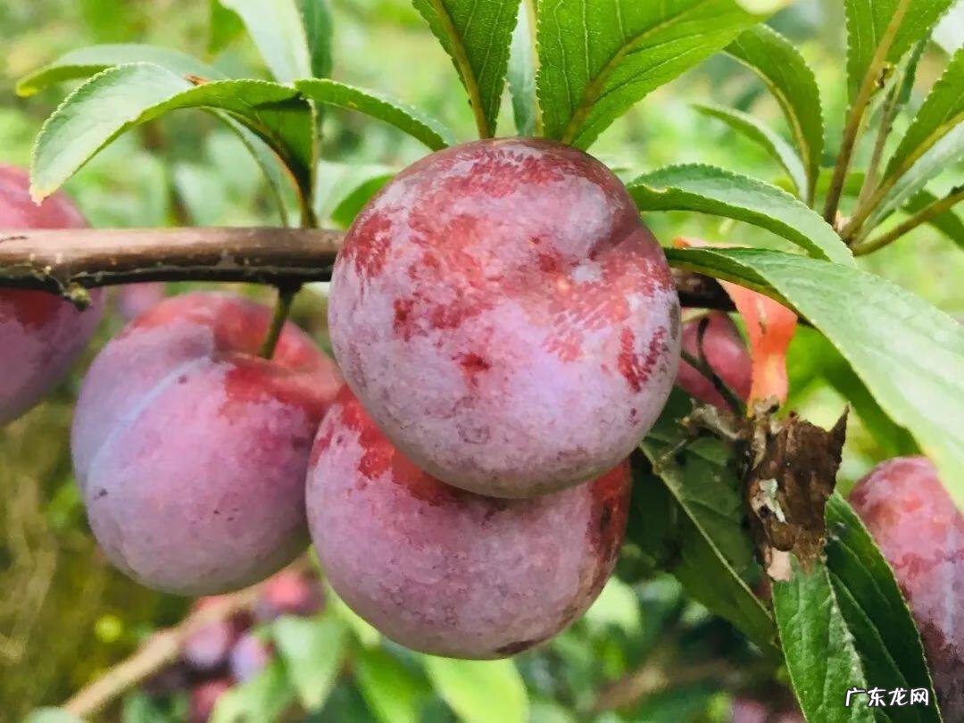 屋后种李子树好不好 屋前栽李子树风水好吗?