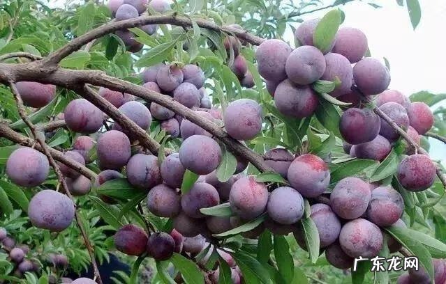 屋后种李子树好不好 屋前栽李子树风水好吗?