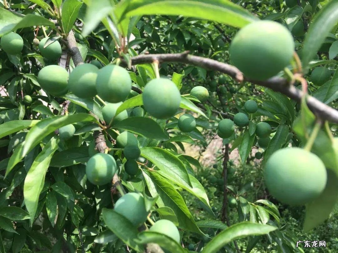 屋后种李子树好不好 屋前栽李子树风水好吗?