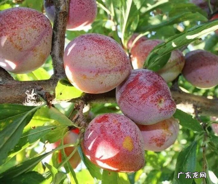 屋后种李子树好不好 屋前栽李子树风水好吗?