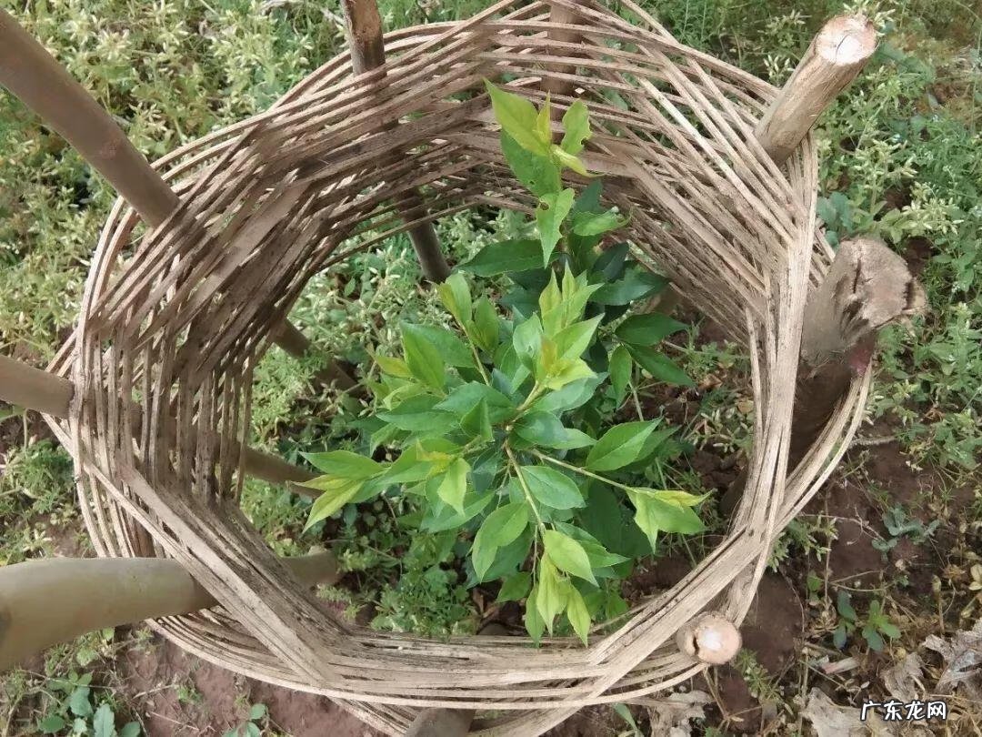 屋后种李子树好不好 屋前栽李子树风水好吗?