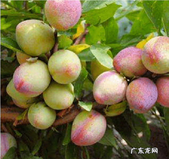 屋后种李子树好不好 屋前栽李子树风水好吗?