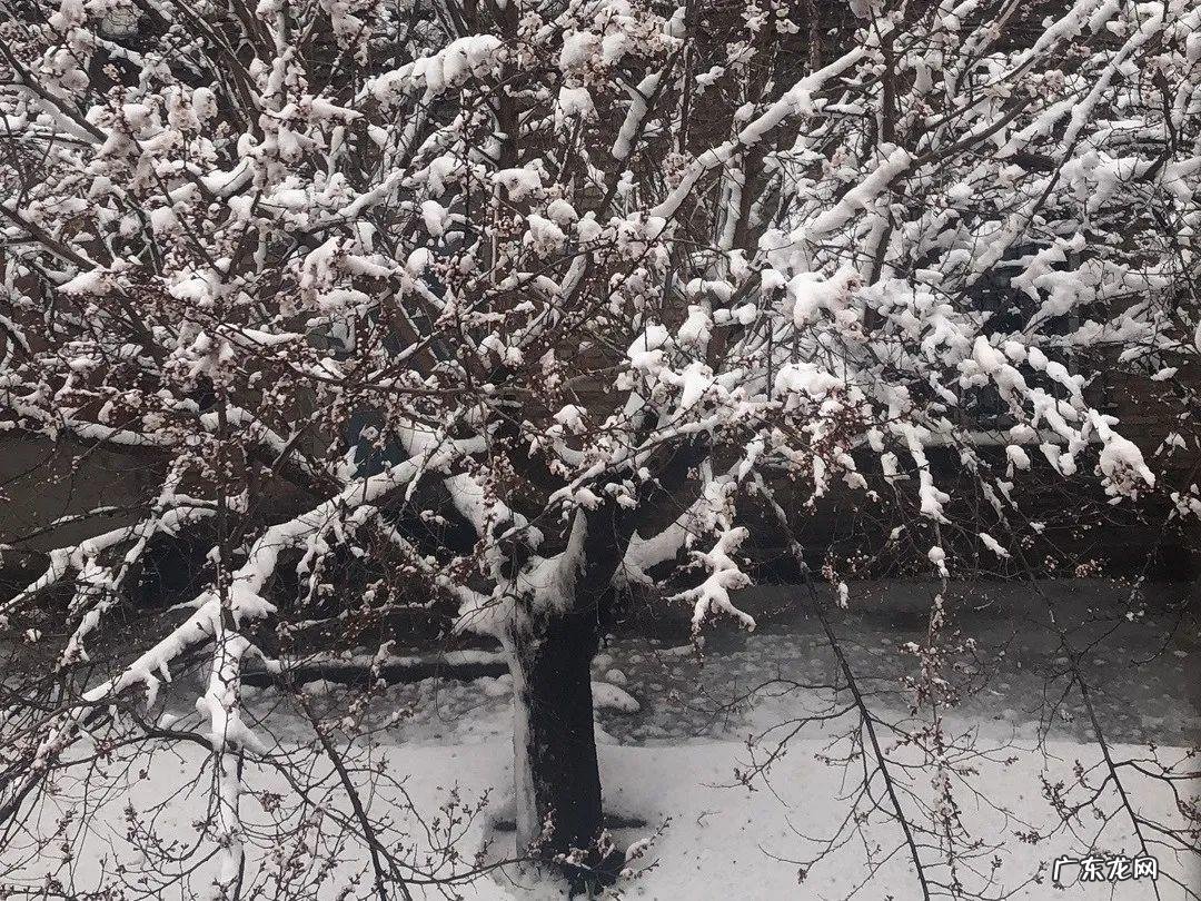 屋后种李子树好不好 屋前栽李子树风水好吗?