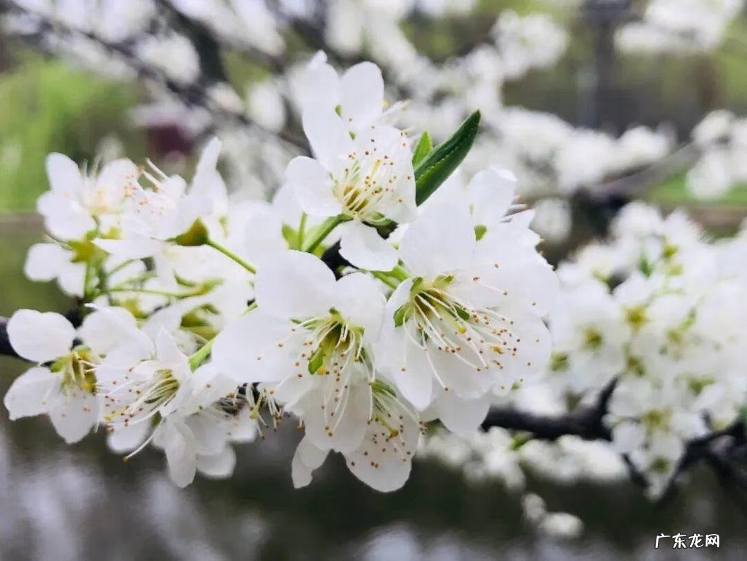 屋后种李子树好不好 屋前栽李子树风水好吗?