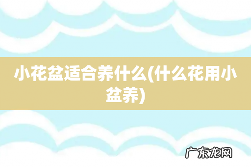 什么花用小盆养 小花盆适合养什么