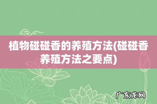 碰碰香养殖方法之要点 植物碰碰香的养殖方法