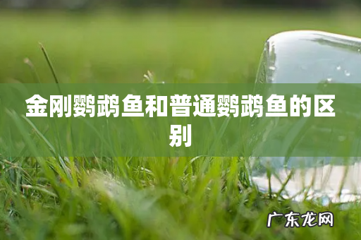 金刚鹦鹉鱼和普通鹦鹉鱼的区别