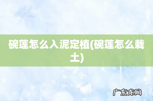 碗莲怎么栽土 碗莲怎么入泥定植