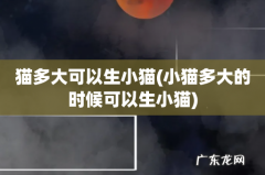 小猫多大的时候可以生小猫 猫多大可以生小猫