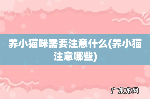 养小猫注意哪些 养小猫咪需要注意什么