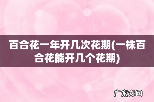 一株百合花能开几个花期 百合花一年开几次花期