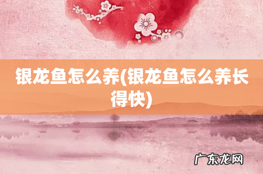 银龙鱼怎么养长得快 银龙鱼怎么养
