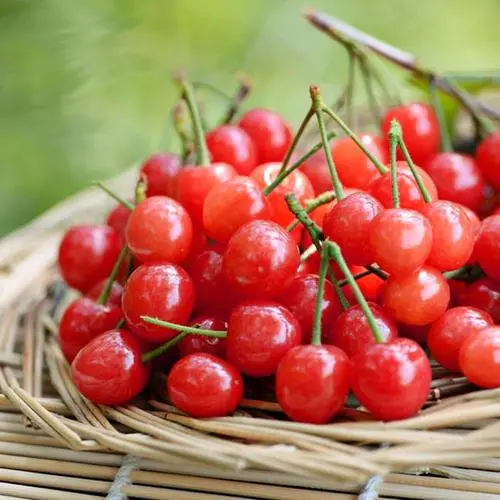 樱桃一次性吃多了会怎样 新鲜樱桃吃多了会怎样