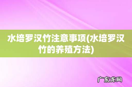 水培罗汉竹的养殖方法 水培罗汉竹注意事项