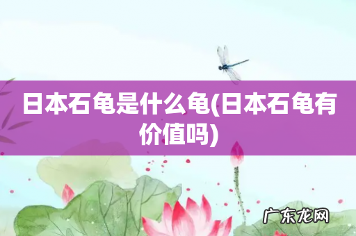 日本石龟有价值吗 日本石龟是什么龟