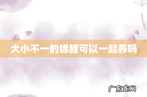 大小不一的锦鲤可以一起养吗