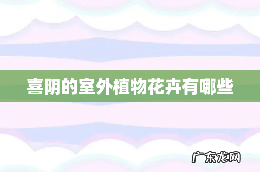 喜阴的室外植物花卉有哪些