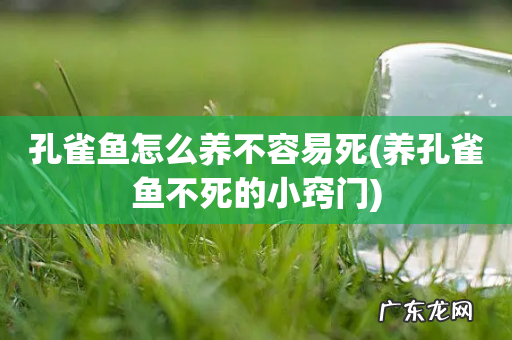 养孔雀鱼不死的小窍门 孔雀鱼怎么养不容易死