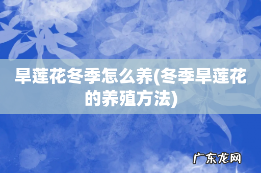 冬季旱莲花的养殖方法 旱莲花冬季怎么养