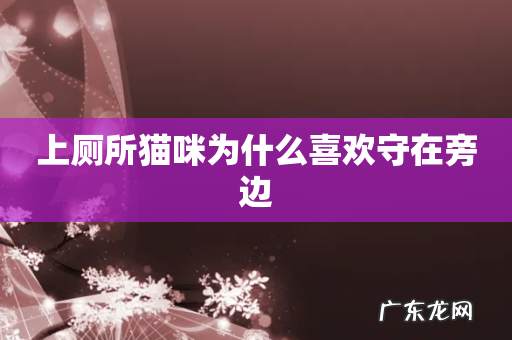 上厕所猫咪为什么喜欢守在旁边