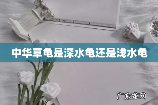 中华草龟是深水龟还是浅水龟