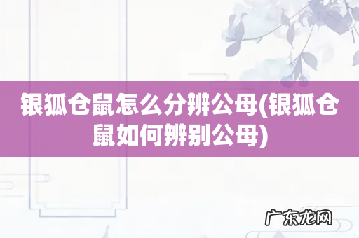 银狐仓鼠如何辨别公母 银狐仓鼠怎么分辨公母
