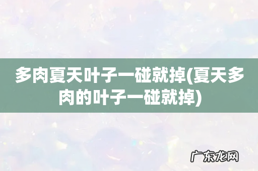 夏天多肉的叶子一碰就掉 多肉夏天叶子一碰就掉