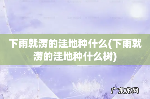 下雨就涝的洼地种什么树 下雨就涝的洼地种什么