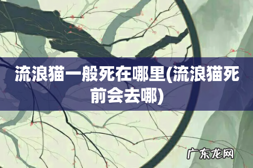 流浪猫死前会去哪 流浪猫一般死在哪里
