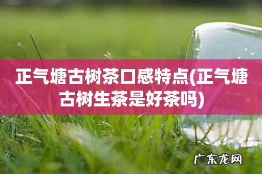 正气塘古树生茶是好茶吗 正气塘古树茶口感特点