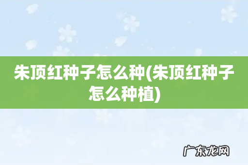 朱顶红种子怎么种植 朱顶红种子怎么种