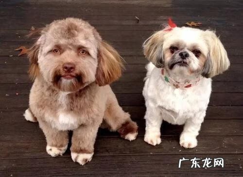 日本的人面犬图片 人面犬真的存在吗