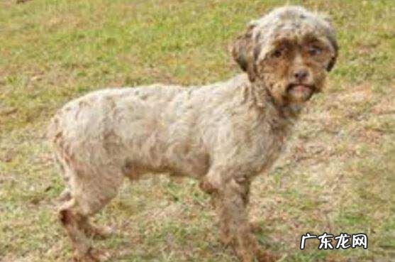 日本的人面犬图片 人面犬真的存在吗