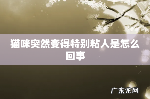 猫咪突然变得特别粘人是怎么回事