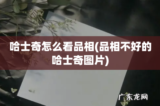 品相不好的哈士奇图片 哈士奇怎么看品相