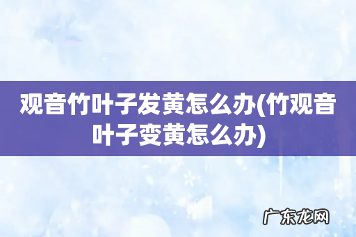 竹观音叶子变黄怎么办 观音竹叶子发黄怎么办