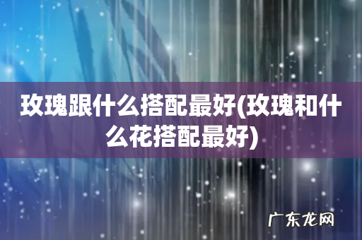 玫瑰和什么花搭配最好 玫瑰跟什么搭配最好
