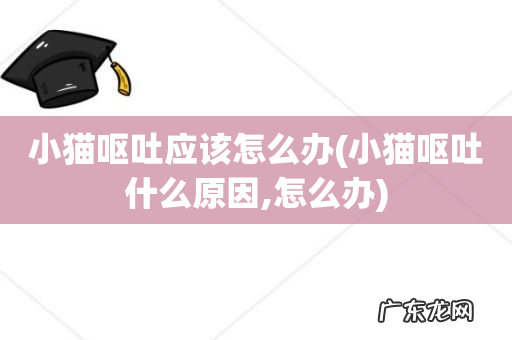 小猫呕吐什么原因,怎么办 小猫呕吐应该怎么办