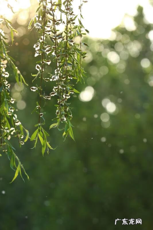 柳是阴木还是阳木 粗柳木在屋内的风水