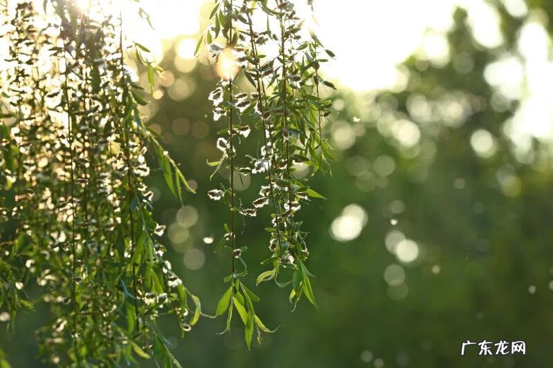 柳是阴木还是阳木 粗柳木在屋内的风水