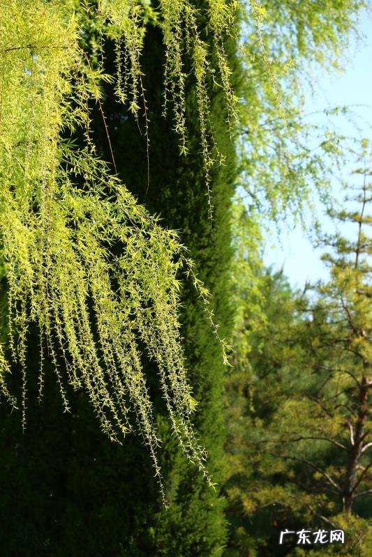 柳是阴木还是阳木 粗柳木在屋内的风水