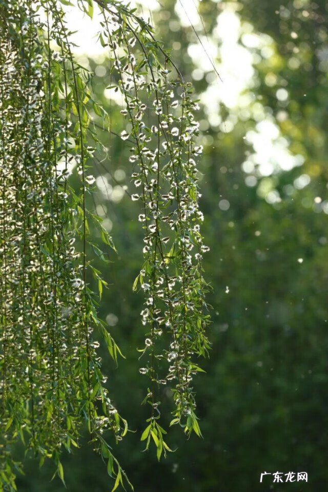 柳是阴木还是阳木 粗柳木在屋内的风水