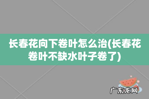 长春花卷叶不缺水叶子卷了 长春花向下卷叶怎么治