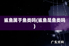 鲨鱼是鱼类吗 鲨鱼属于鱼类吗