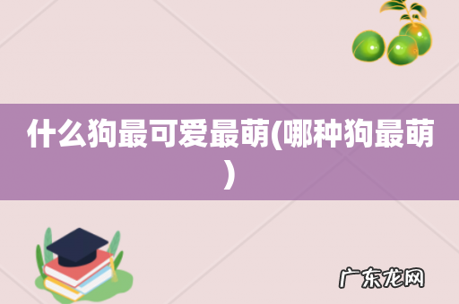 哪种狗最萌 什么狗最可爱最萌